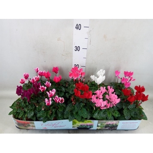 Cyclamen KL   ...patio