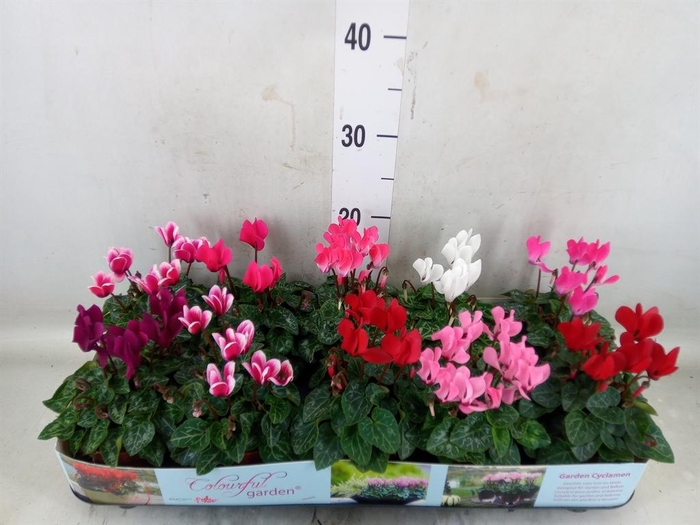 <h4>Cyclamen KL   ...patio</h4>