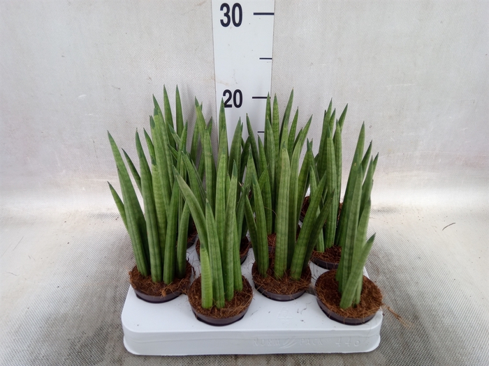 <h4>Sansevieria trifa.   ...</h4>