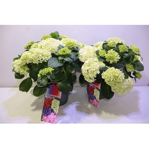 arr8 Hydr M Hi White Sun