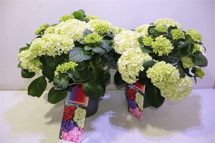 <h4>arr8 Hydr M Hi White Sun</h4>