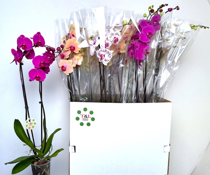 <h4>PHAL GEM 7 KL</h4>