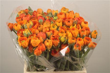 <h4>Ran El Orange</h4>