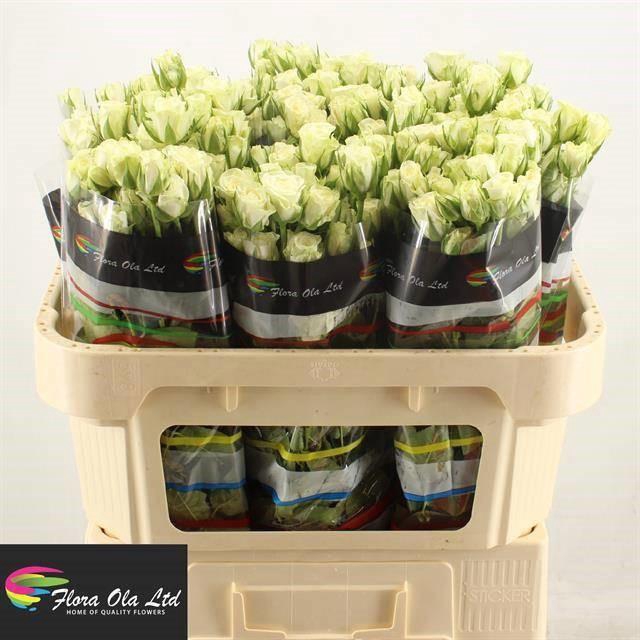 <h4>R TR SNOWFLAKE</h4>