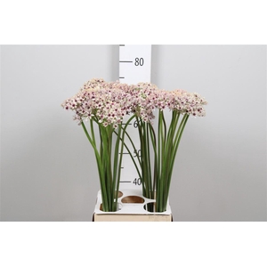 Allium Silverspring