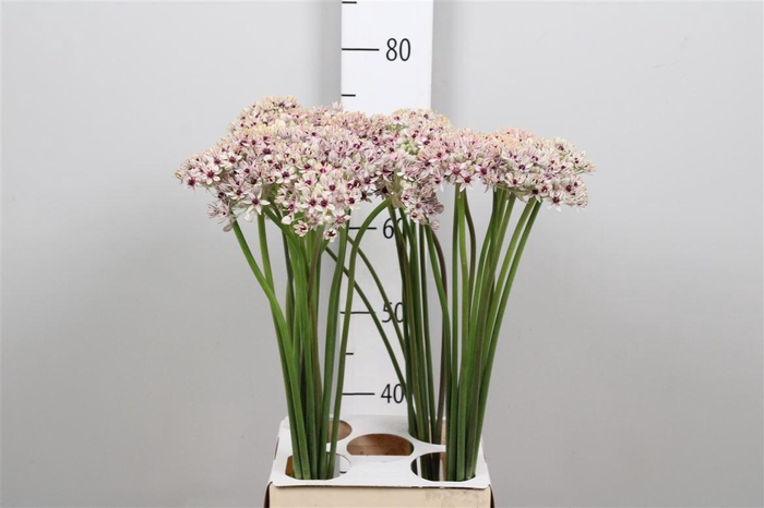 <h4>Allium Silverspring</h4>