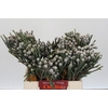 Kaaps Groen Silver Brunia