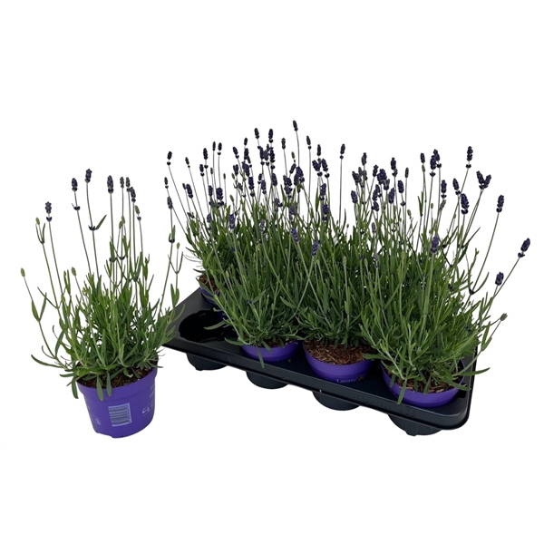 <h4>Lavandula angustifolia 'Essence Purple'</h4>