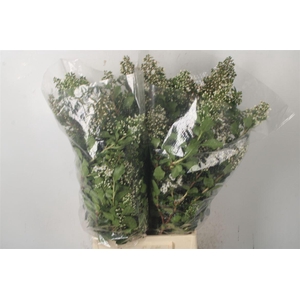Escalona Per Bunch