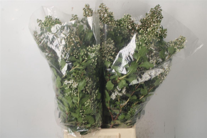 <h4>Escalona Per Bunch</h4>