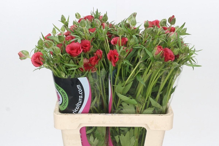 <h4>RAN N MODER ALLEGRIA</h4>