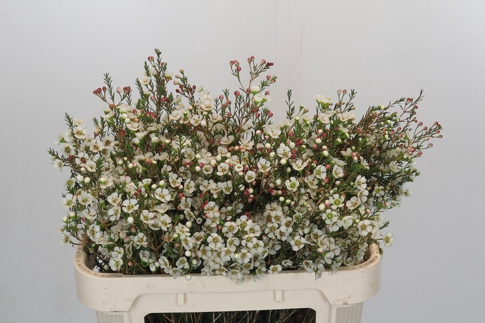 Chamelaucium Sirius