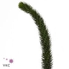 ARAUCARIA PB