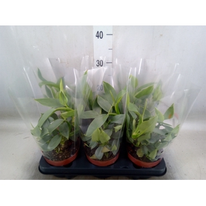 Philodendron   ...