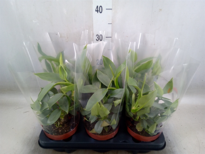 <h4>Philodendron   ...</h4>