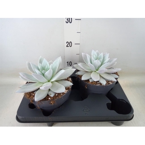 Echeveria  'Mexican Giant'