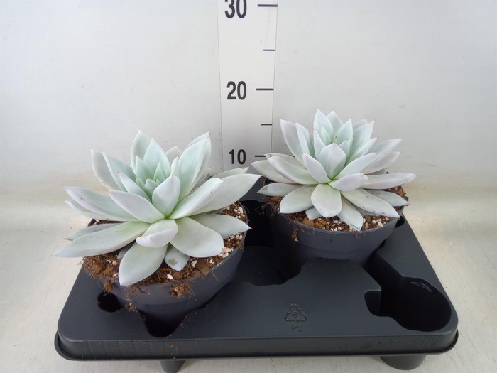 <h4>Echeveria 'Mexican Giant'</h4>