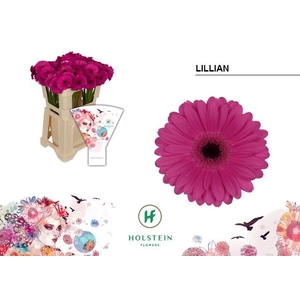 Germini Lillian Water