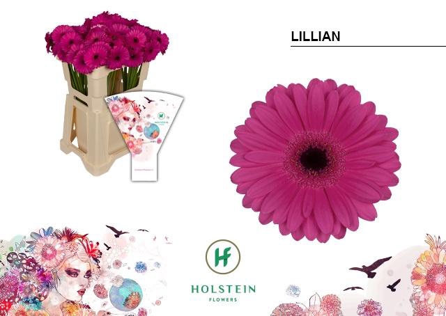 <h4>Germini Lillian Water</h4>