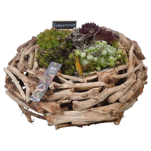 PTS7468 Arrangement Sempervivum in houten bak