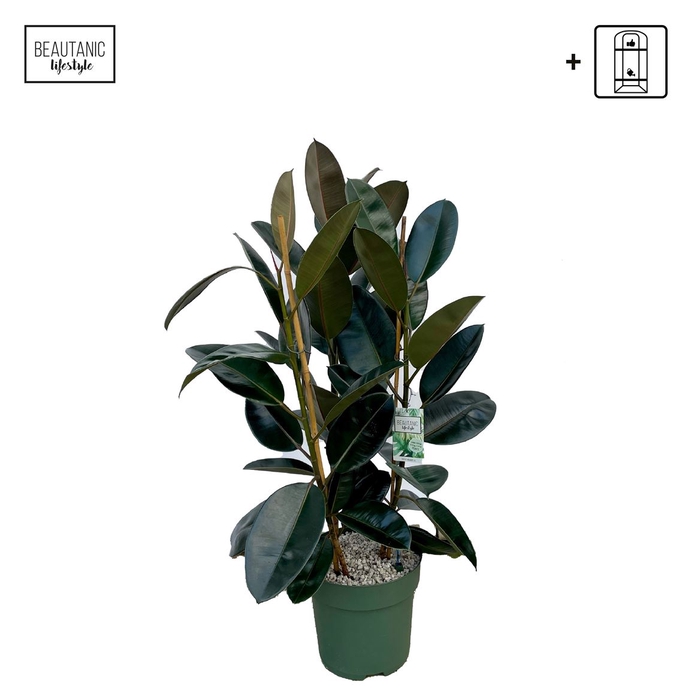 <h4>Ficus Mandela Toef</h4>