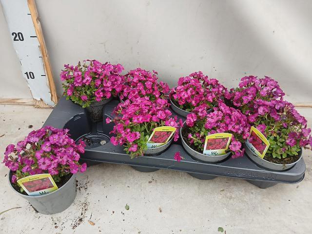 <h4>AUBR AXC DARK RED</h4>