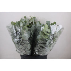Euca Cinerea Short 150gr P Bunch