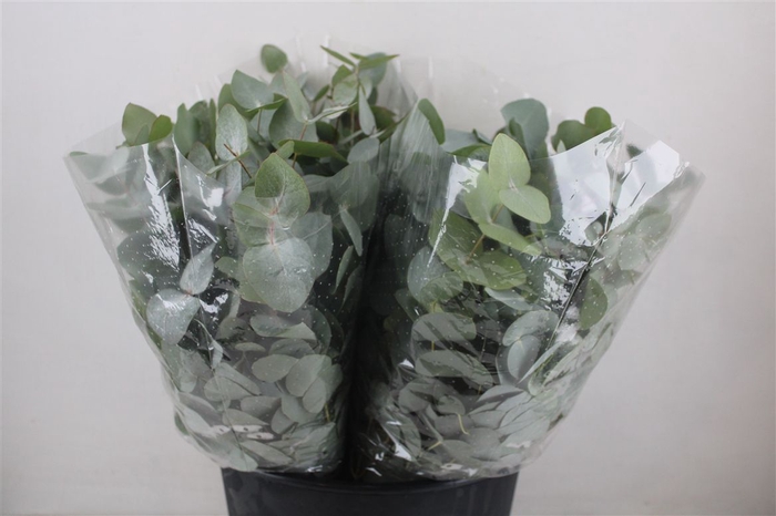 <h4>Euca Cinerea Short 150gr P Bunch</h4>