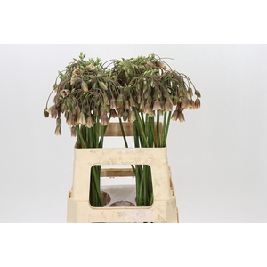 Allium Nectaroscordum Siculum