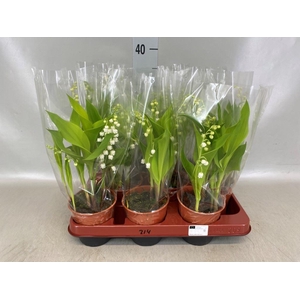 Convallaria majalis