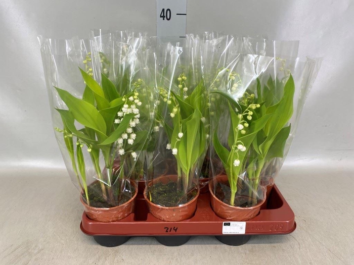 <h4>Convallaria majalis</h4>