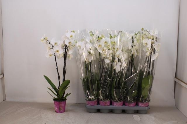 <h4>PHAL OV WIT</h4>