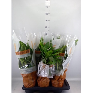 Spathiphyllum  'Sweet Chico'