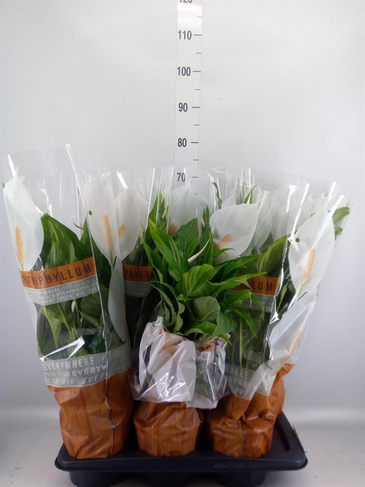 <h4>Spathiphyllum  'Sweet Chico'</h4>