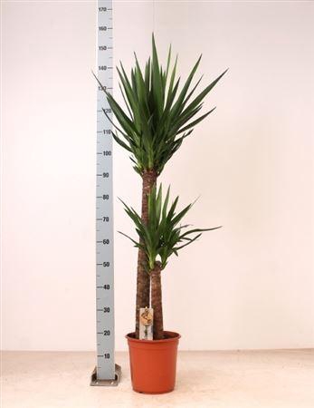 <h4>Yucca 90-45 Cm</h4>