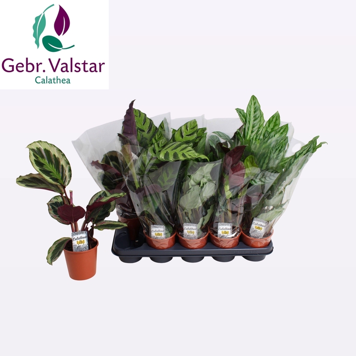 <h4>CALAT GEM 4 SRT</h4>