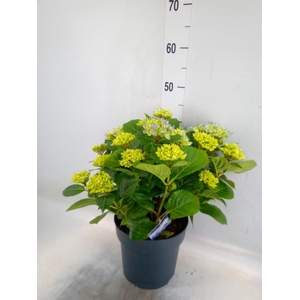 Hydrangea mac. 'Early'