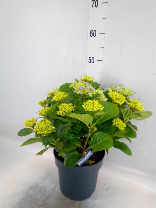 <h4>Hydrangea mac. 'Early'</h4>