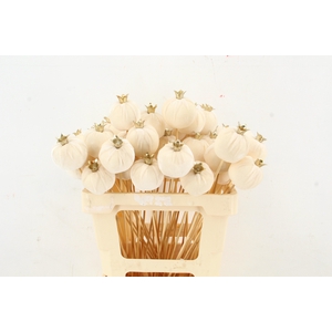 Stick Pomegranate V.6cm White