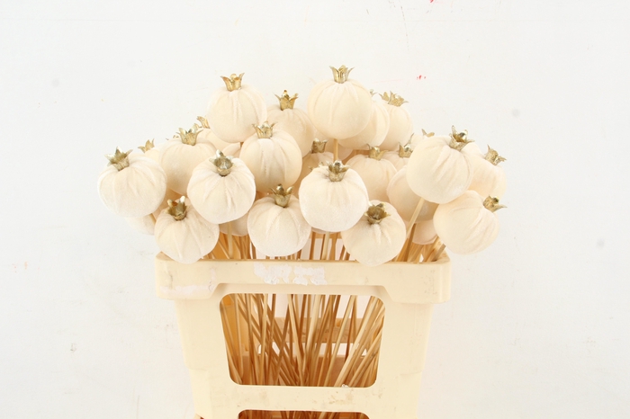 <h4>Stick Pomegranate V.6cm White</h4>