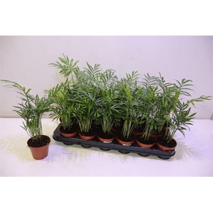 arr8 Chamaed Elegans