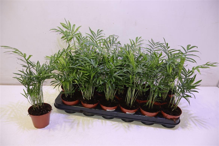 <h4>arr8 Chamaed Elegans</h4>