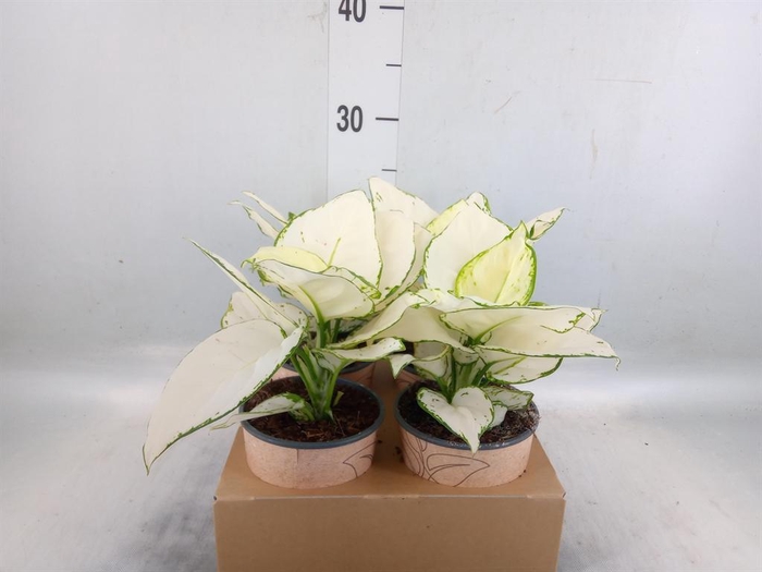 <h4>Aglaonema   ...</h4>