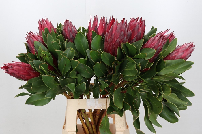 Protea Cynaroides Madiba