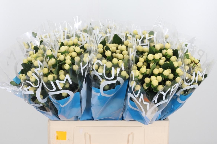 <h4>Hyp Coco Bellimo</h4>