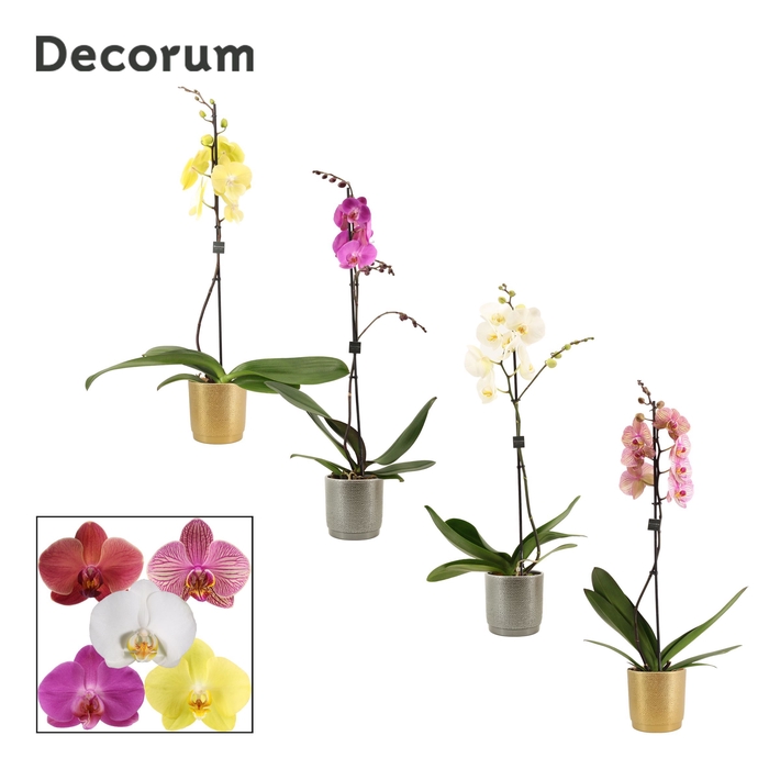 <h4>Phalaenopsis 1 tak 9+ mix in Gabriël (Deco-collection)</h4>