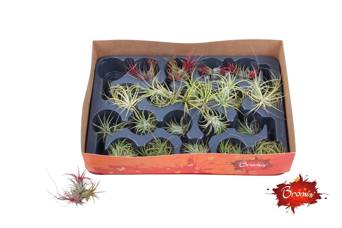 <h4>TILLANDSIA IONANTHA</h4>