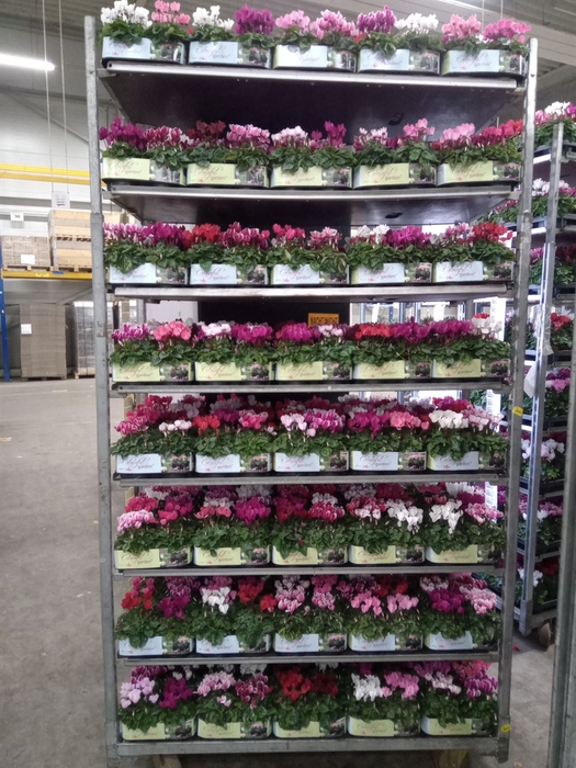 <h4>Cyclamen KL   ...patio</h4>