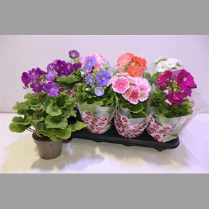 Prim Ob Sweetk A Gem