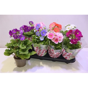 Prim Ob Sweetk A Gem